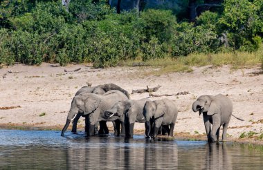 Afrika fili, Namibya, Afrika safarisi vahşi yaşam