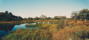 Moremi oyun parkı arazisi, Botswana Afrika vahşi doğası