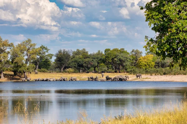 African elephant, Namibia, Africa safari wildlife — Stock Photo, Image