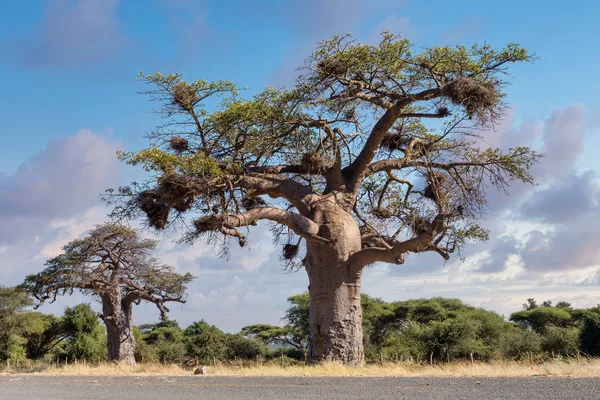 Majestatyczne drzewo Baobab, Namibia Afryka — Zdjęcie stockowe