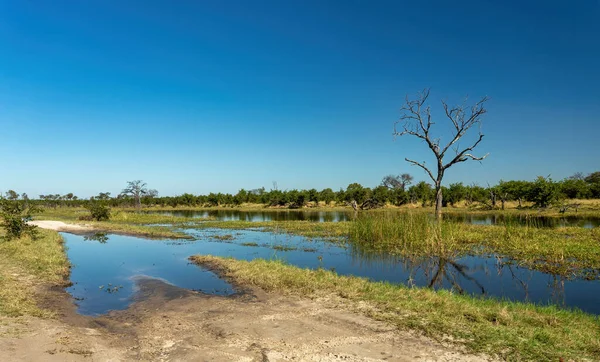 Moremi vildtreservat landskab, Botswana Afrika vildmark - Stock-foto