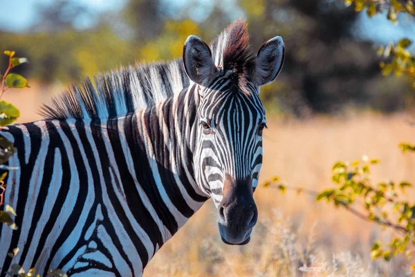 Zebra em arbusto africano, Okavango, Botsvana África — Fotografia de Stock