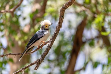 Hite-Crested Helmetshrike kuşu, Chamo Gölü Etiyopya