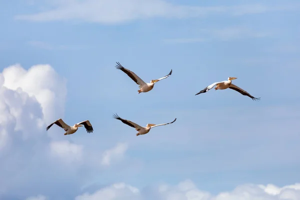 Wielka Biała Pelicans, Etiopia, Afryka dzika przyroda — Zdjęcie stockowe