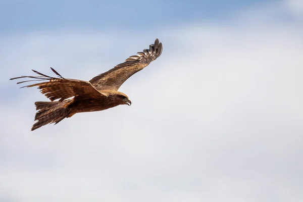 Nibbio volante, Etiopia safari fauna selvatica — Foto Stock