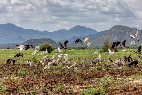 Bandada voladora de aves, Etiopía África fauna — Foto de Stock