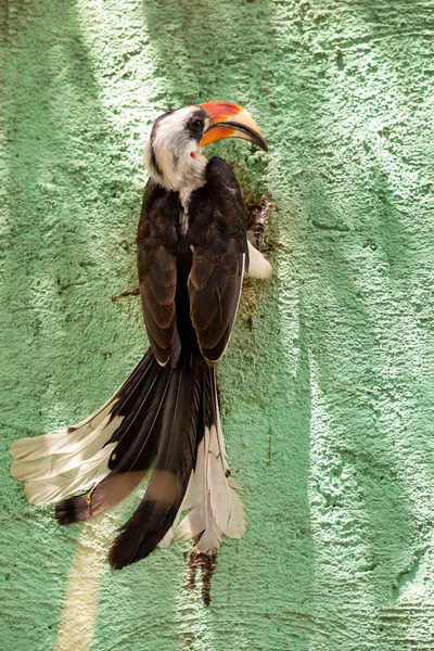 Bird Von der Deckens Hornbill, Ethiopia wildlife — Stock Photo, Image