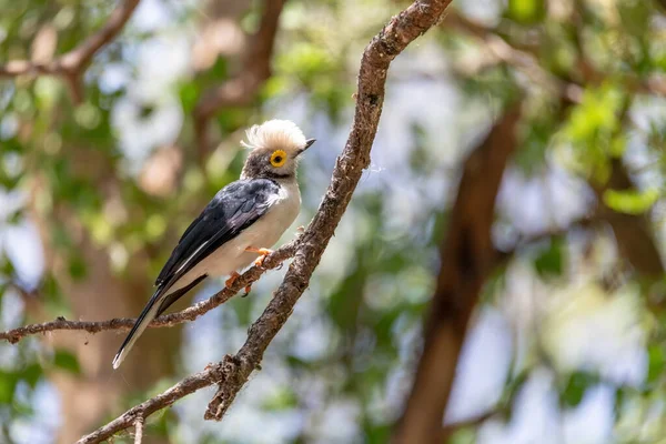 Hite-Crested Helmetshrike vogel, Chamo Lake Ethiopië Rechtenvrije Stockafbeeldingen