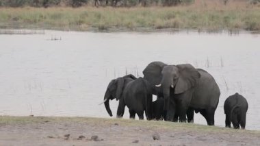 Afrika fili, Bwabwata Namibya, Afrika safari yaban hayatı
