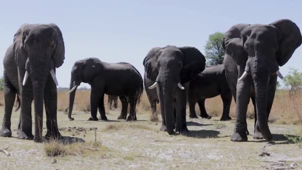 L'éléphant d'Afrique dans le parc de jeux Caprivi — Video