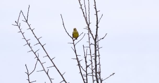 Pinzón verde europeo - Carduelis chloris — Vídeos de Stock