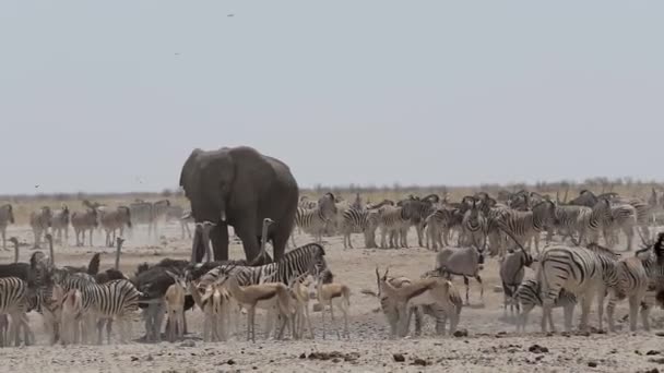 Водоем со слонами, зебрами, спрингбоком и ориксом — стоковое видео