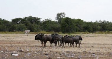 Mavi antilop Gnu, Namibya Afrika vahşi yaşam safarisi