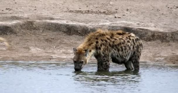 Hiena manchada água potável Namíbia, África safari vida selvagem — Vídeo de Stock