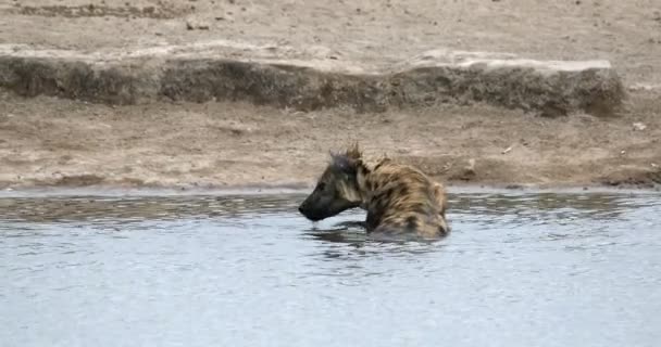 Namibya 'da yıkanan benekli sırtlan, Afrika' da safari. — Stok video
