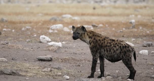 Skvrnitá hyena, Namibie Afrika safari volně žijící zvěř — Stock video