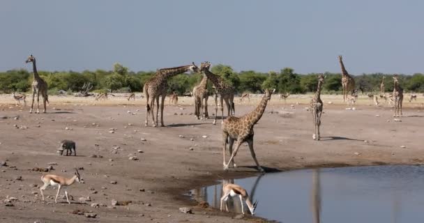 Giraff på Etosha, Namibia safari — Stockvideo