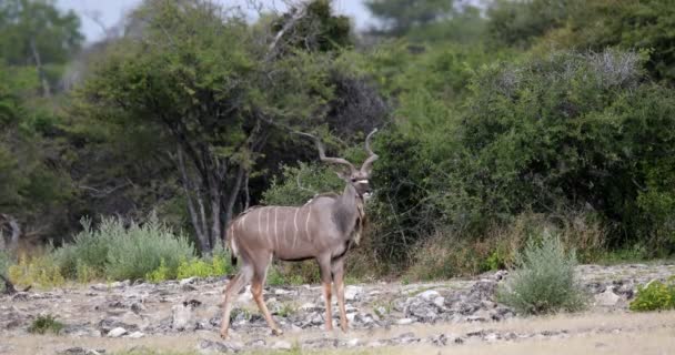 Maior kudu África safari vida selvagem e deserto — Vídeo de Stock