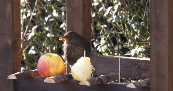 Merlo comune nell'alimentatore di uccelli — Video Stock