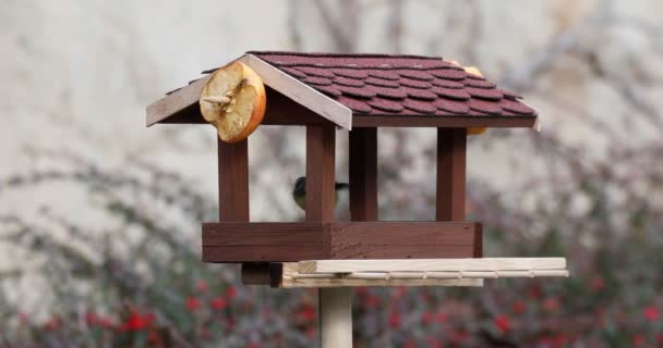 Bello piccolo uccello grande tetta su uccello alimentatore — Video Stock