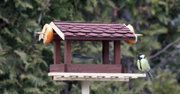 Bello piccolo uccello grande tetta su uccello alimentatore — Video Stock