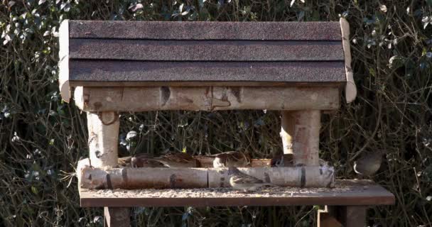 Mooie kleine tuinvogels op vogelvoeder — Stockvideo