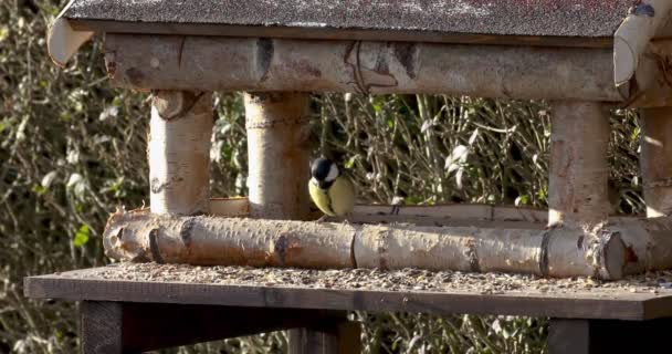 Hermoso pequeño jardín de aves en alimentador de aves — Vídeos de Stock