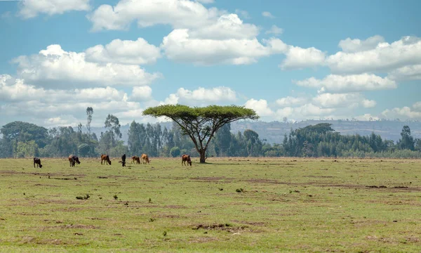 Animales de granja etíopes en el campo — Foto de Stock
