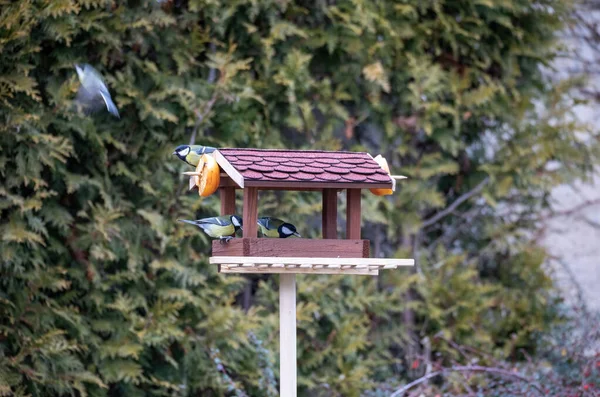 Beautiful small bird great tit on bird feeder — Stock Photo, Image