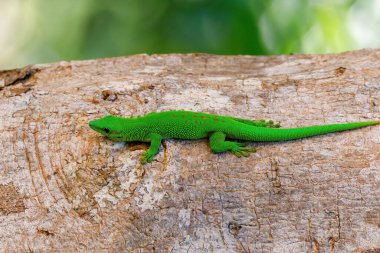 Yeşil kertenkele Phelsuma Madagaskar yaban hayatı