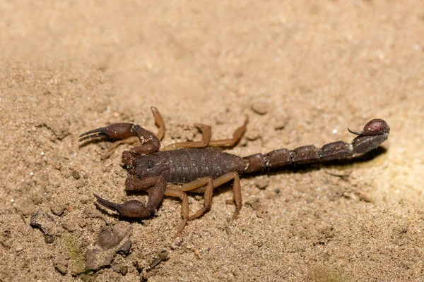 Skorpione, räuberische Spinnentiere Madagaskar — Stockfoto