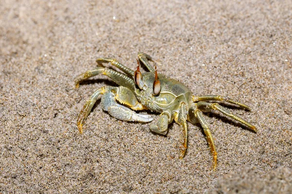 Krabbe am Sandstrand, antsiranana madagascar — Stockfoto