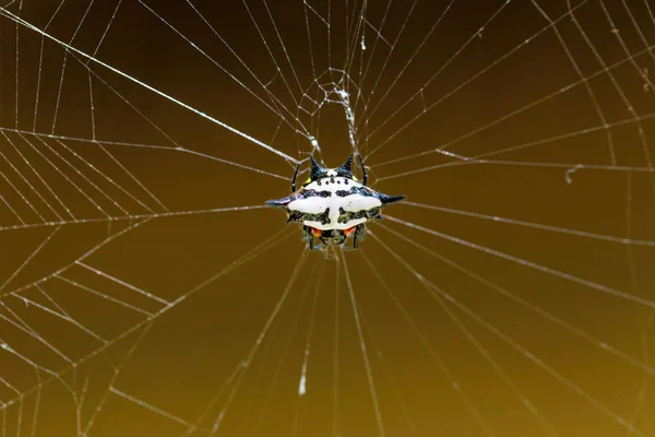 Dikenli orb weaver veya yengeç örümcek Madagaskar — Stok fotoğraf