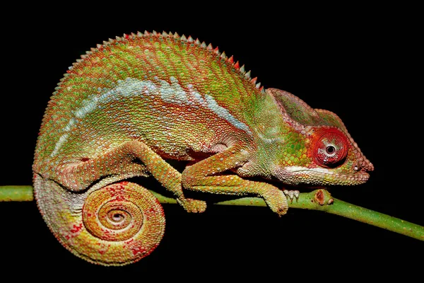 Panther chameleon, Furcifer pardalis,马达加斯加 — 图库照片