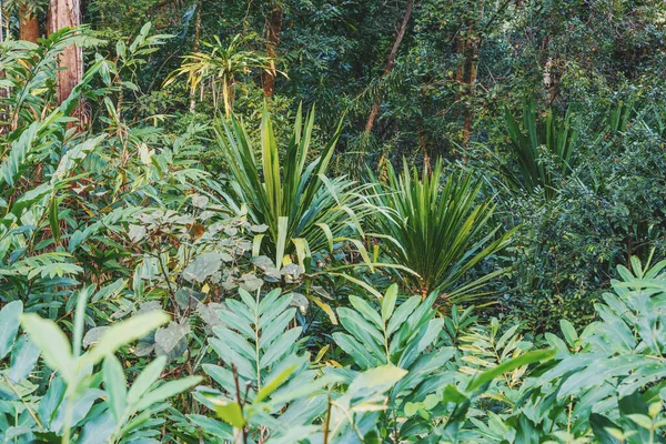 Foresta pluviale nel parco nazionale di Masoala, Madagascar — Foto Stock