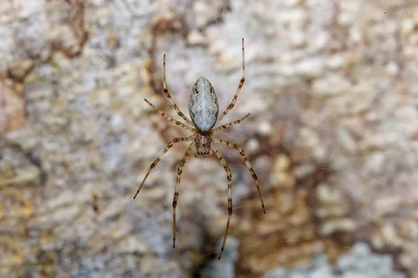 Orb-weaver araignée, Madagascar faune — Photo