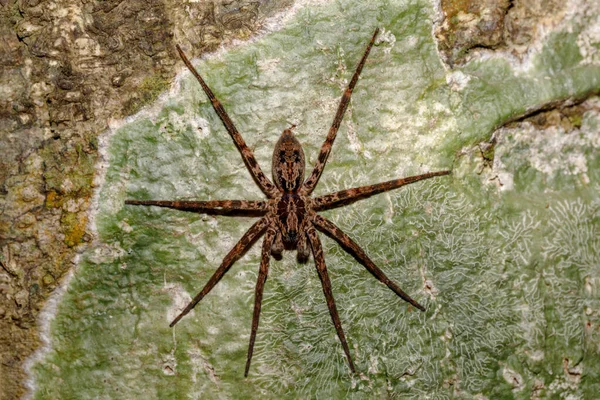 Huntsman pająk na pniu drzewa dzikość Madagaskar — Zdjęcie stockowe