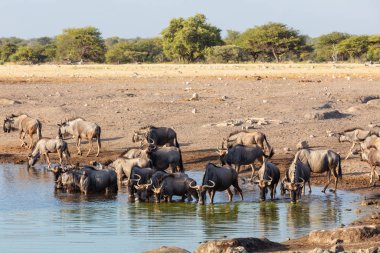 Büyük vahşi mavi antilop sürüsü Gnu, Namibya Afrika