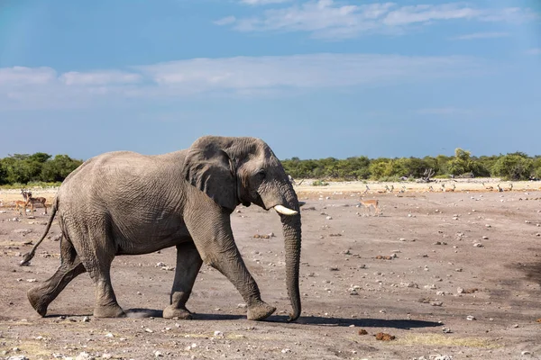 Éléphant d'Afrique en Namibie, faune safari en Afrique — Photo