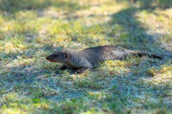 バンド化されたモンゴル、ナミビアアフリカ、サファリ野生動物 — ストック写真