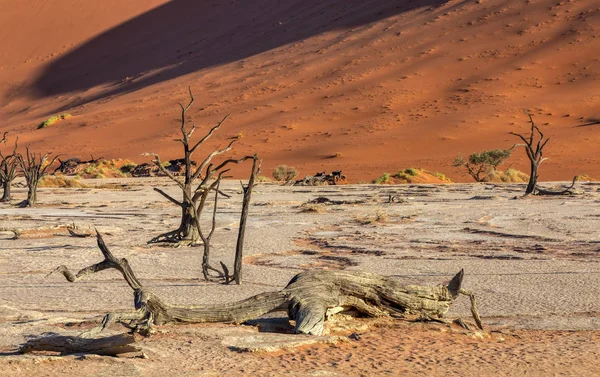 Torrt akacia träd i döda i Sossusvlei, Namibia — Stockfoto