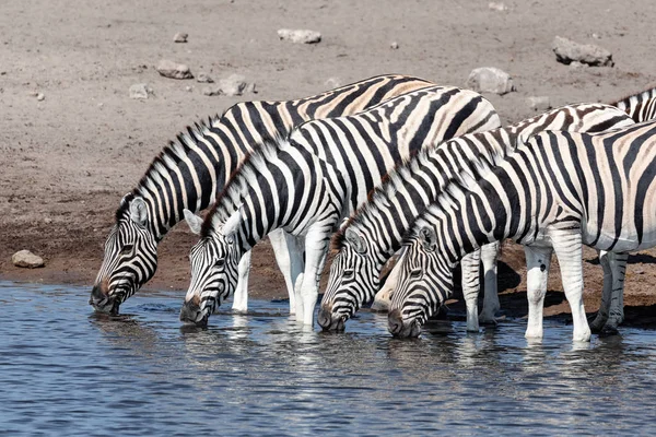 Picie stada zebry w Etosha Namibia Afryka — Zdjęcie stockowe