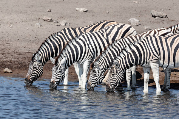 Line of drinking herd of zebra in Etosha national Park, Namibia Africa, wildlife safari