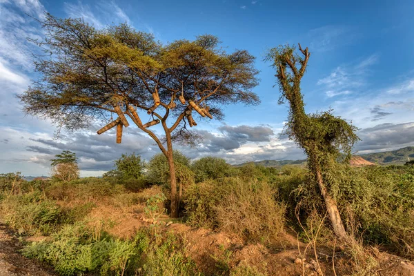 Acacia con colmenas de abejas, Etiopía, África — Foto de Stock