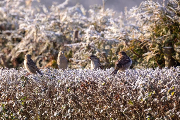 Hermoso pequeño pájaro casa gorrión en invierno — Foto de Stock