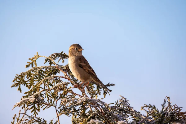 Όμορφο μικρό πουλί σπουργίτι σπιτιών το χειμώνα — Φωτογραφία Αρχείου