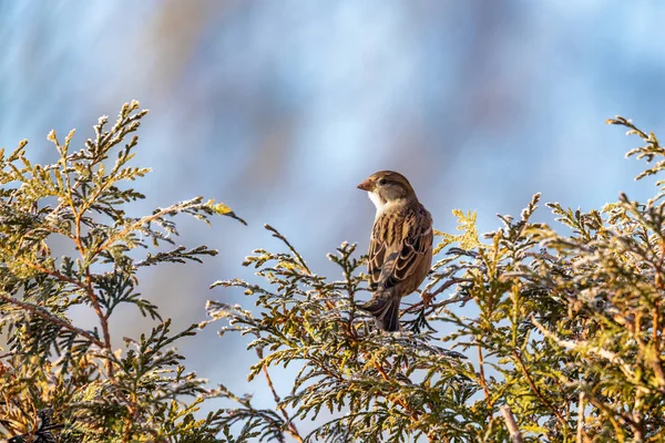 Bellissimo passero di casa piccolo uccello in inverno — Foto Stock