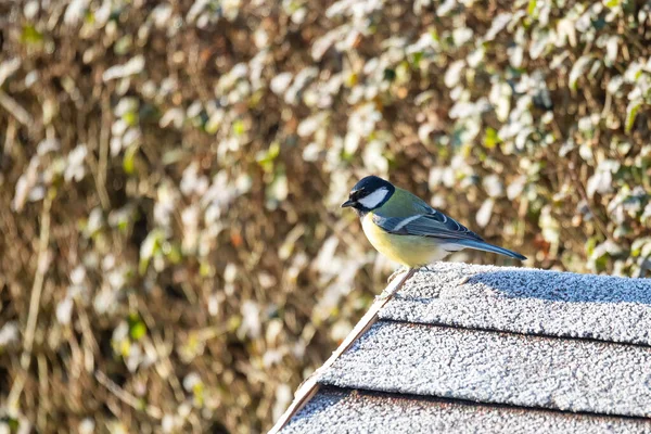 Hermoso pequeño pájaro gran teta en comedero de aves —  Fotos de Stock