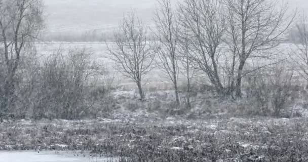 覆盖着雪花的冬季风景 — 图库视频影像