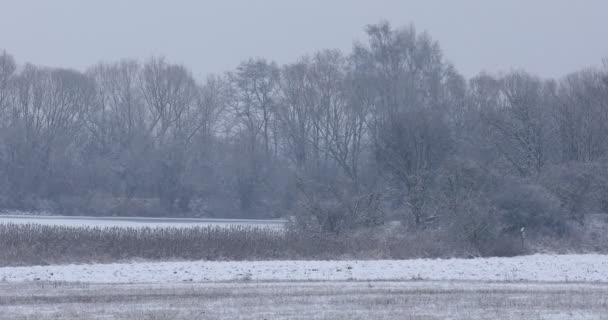 覆盖着雪花的冬季风景 — 图库视频影像